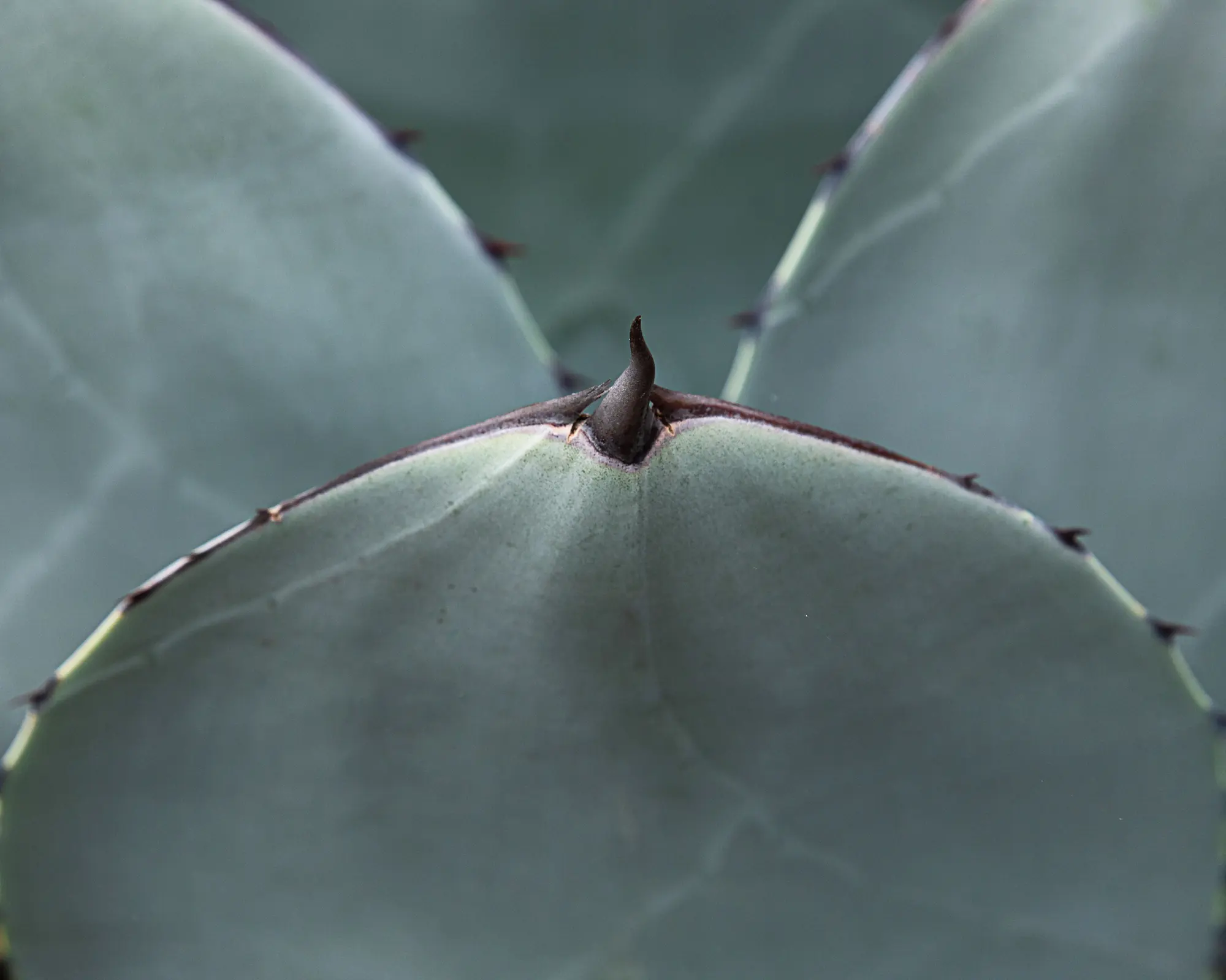 Primer plano de una penca de agave azul
